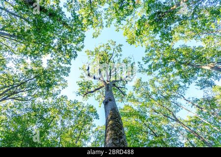 Frankreich, Allier, Bourbonnais, Troncais Wald, Isle et Bardais Emile Guillaumin Eiche // Frankreich, Allier (03), Bourbonnais, forêt de Tronçais, Isle-et-Ba Stockfoto