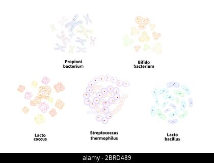 Set von fünf verschiedenen Arten von Probiotika wie Bifidobacterium, Lactobacillus, Streptococcus thermophilus, lactococcus, Propionibacterium, Milchsäure Stock Vektor