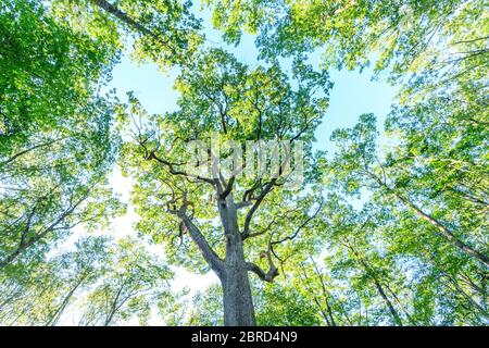 Frankreich, Allier, Bourbonnais, Troncais Wald, Isle et Bardais Emile Guillaumin Eiche // Frankreich, Allier (03), Bourbonnais, forêt de Tronçais, Isle-et-Ba Stockfoto