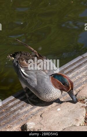 Teal Duck in grau, weiß und braun sitzt am Wasser. Stockfoto