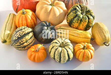 Dekorative Winter-Squashes und Kürbisse im Sonnenlicht Stockfoto