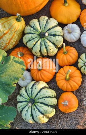 Dekorative Kürbisse und Squashes im Herbstgarten Stockfoto