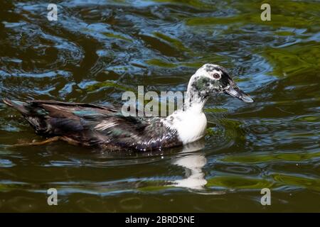 Weiß mit schwarzer Ente schwimmt im Teich, Seitenansicht, mit Spiegelung. Stockfoto