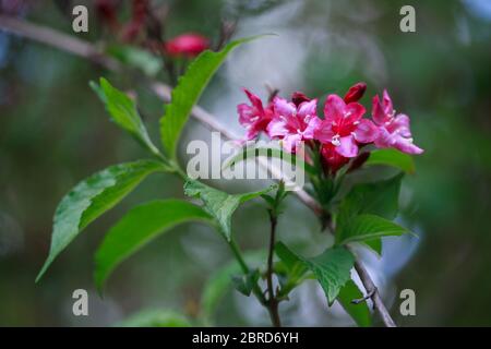 Nahaufnahme der roten Bristol Ruby Weigela Knospen. Selektiver Fokus und Nahaufnahme schöne leuchtend rosa Blüten gegen das immergrüne im Ziergarten. Stockfoto