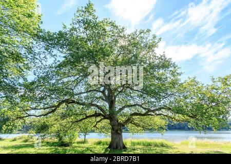 Frankreich, Allier, Bourbonnais, Troncais Wald, Isle et Bardais, Pirot Teich, Eiche am Rande des Pirot Teich // Frankreich, Allier (03), Bourbonnais, forê Stockfoto