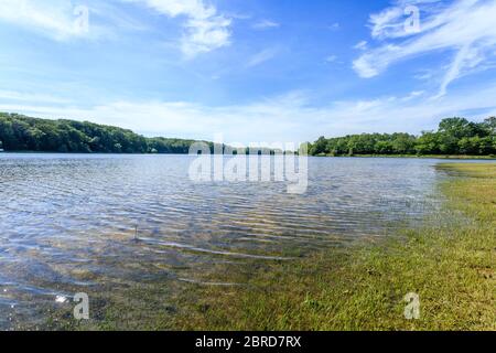 Frankreich, Allier, Bourbonnais, Troncais-Wald, Isle et Bardais, Pirot Teich // Frankreich, Allier (03), Bourbonnais, forêt de Tronçais, Isle-et-Bardais, éta Stockfoto