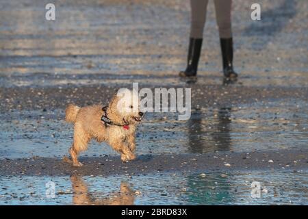 Ein junger Cockapoo-Hund genießt es, auf dem Fistral in Newquay in Cornwall von der Führung zu gehen. Stockfoto