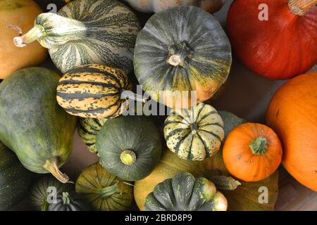 Herbst Kürbisse Stapel von verschiedenen Sorten Stockfoto