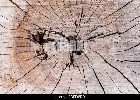 Die konzentrischen Alterringe eines gesägten Cedar Cedrus Baumstammes. Stockfoto