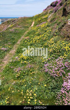 Meeresblüte Armeria maritima und Nierenziefer Anthyllis velneraria wächst auf dem Küstenpfad bei Bedruthan Steps in Carnewas in Cornwall. Stockfoto