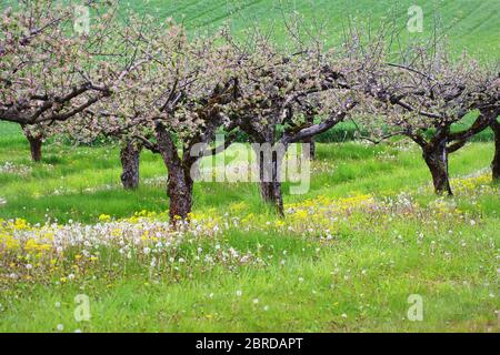 Apfelbaum blüht über Natur Hintergrund, Frühlingsblumen, Frühling Hintergrund Stockfoto