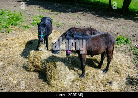 Drei schwarze Merens Pferde, Ariege, französische Pyrenäen, Pyrenäen, Frankreich Stockfoto