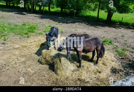 Drei schwarze Merens Pferde, Ariege, französische Pyrenäen, Pyrenäen, Frankreich Stockfoto