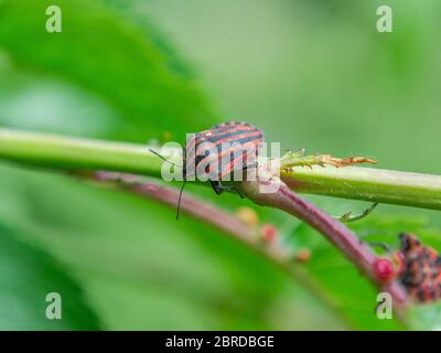 Graphosoma lineatum italicum, gestreifter Schildkäfer Stockfoto