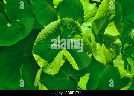 Frühlingsblätter von Sumpfmarigold, Königskasse (Caltha palustris) bei Sonnenlicht. Üppiges Laub von mehrjährigen krautigen Heilpflanze - florale botanische desig Stockfoto