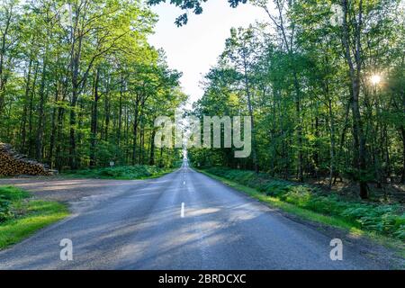 Frankreich, Allier, Bourbonnais, Troncais-Wald, Isle et Bardais, Departementstraße D978A // Frankreich, Allier (03), Bourbonnais, forêt de Tronçais, Isle-et Stockfoto