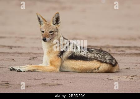 Hungrige schwarz rückige Schakale essen getötet Robbenjunge und Bewachung Fang liegen an der Küste des Ozeans. Namibia. Stockfoto