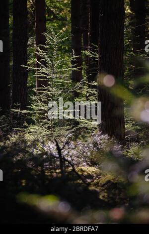 Warmes Morgenlicht, das durch die Nadelbäume geht und auf junge Birken in einem dunklen Wald fällt Stockfoto