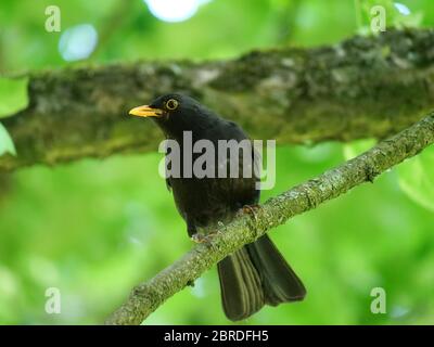 Blackbrid-Barching auf Ast Stockfoto