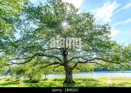 Frankreich, Allier, Bourbonnais, Troncais Wald, Isle et Bardais, Pirot Teich, Eiche am Rande des Pirot Teich // Frankreich, Allier (03), Bourbonnais, forê Stockfoto