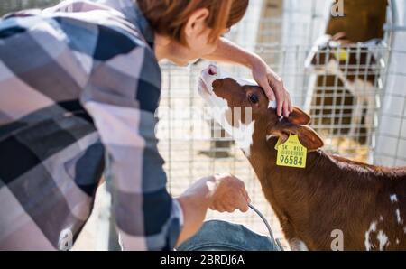 Frau Arbeiter auf Tagebuchfarm, Landwirtschaft. Stockfoto
