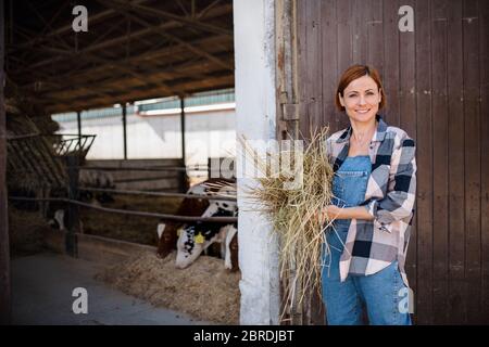 Frau Arbeiter mit Heu auf Tagebuchfarm, Landwirtschaft. Stockfoto