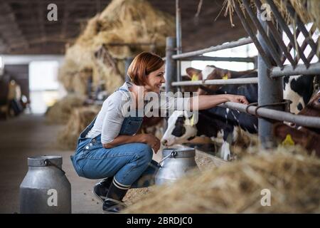 Frau Arbeiter mit Heu auf Tagebuchfarm, Landwirtschaft. Stockfoto