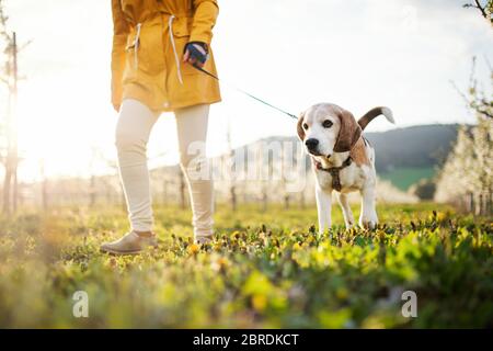 Mittelteil der älteren Frau mit einem Haustier Hund auf einem Spaziergang im Frühling Obstgarten. Stockfoto