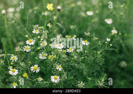 Schöne weiße Kamillen in der Sommerwiese. Dunkelgrüner Hintergrund. Selektiver Fokus. Stockfoto