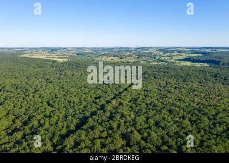 Frankreich, Allier, Bourbonnais, Troncais Wald, Cerilly, Spur der Waldstraße im Wald (Luftaufnahme) // Frankreich, Allier (03), Bourbonnais, forêt de Stockfoto