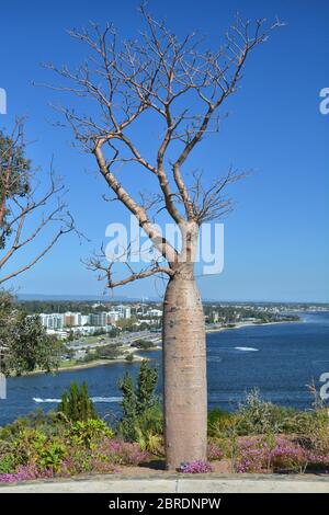 Baobab Tree in Kings Park, Perth, Westaustralien Stockfoto