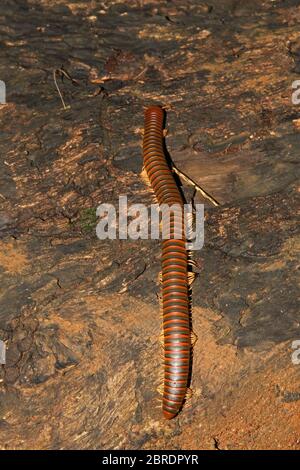 Riesenmaigude oder Shongololo (Archispirostreptus gigas), im Regenwald, Nosy Komba Island, Madagaskar. Stockfoto