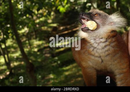 Weibliche schwarze Lemur, die eine Banane isst, (Eulemur macaco), Nosy Komba Island, Madagaskar. Stockfoto