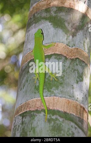 Madagaskar Riese Taggecko juvenile auf Palmenstamm, Nosy Komba Island, Madagaskar. Stockfoto