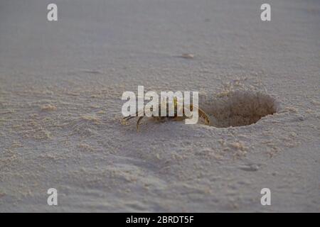 Sandkrabbe im Loch Stockfoto