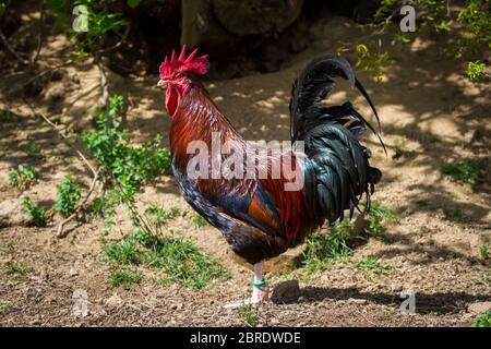 Dorking Hahn. Dorkings sind eine alte englische Hühnerrasse. Stockfoto