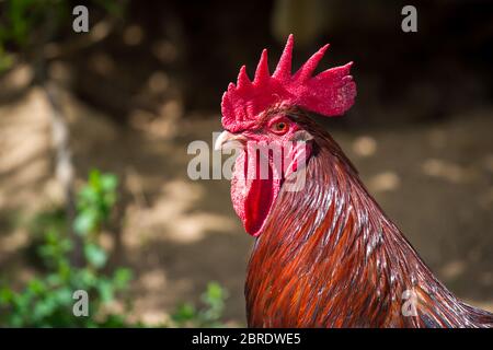 Dorking Hahn. Dorkings sind eine alte englische Hühnerrasse. Stockfoto