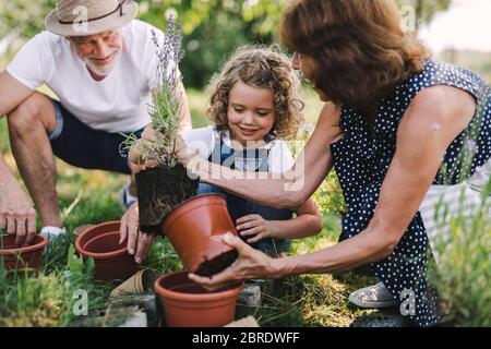 Ältere Großeltern und Enkelin im Garten im Garten. Stockfoto