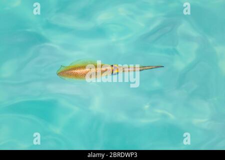 Die Meeresoberfläche (Untersee) Pharao Tintenfisch (Sepia pharaonis) Es ist ein Kopffüßer, verwandt mit Tintenfisch und Krake. Unterwasserfotografie. Stockfoto