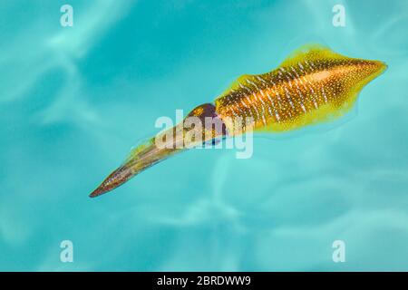 Die Meeresoberfläche (Untersee) Pharao Tintenfisch (Sepia pharaonis) Es ist ein Kopffüßer, verwandt mit Tintenfisch und Krake. Unterwasserfotografie. Stockfoto