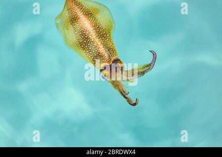 Die Meeresoberfläche (Untersee) Pharao Tintenfisch (Sepia pharaonis) Es ist ein Kopffüßer, verwandt mit Tintenfisch und Krake. Unterwasserfotografie. Stockfoto