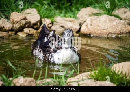 Pommeranische Ente im Wasser schwimmen Stockfoto