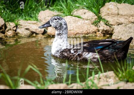 Pommeranische Ente im Wasser schwimmen Stockfoto