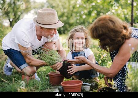 Ältere Großeltern und Enkelin im Garten im Garten. Stockfoto