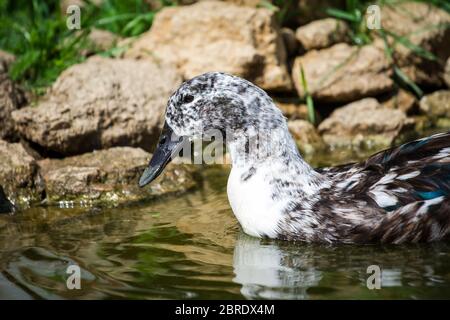 Pommeranische Ente im Wasser schwimmen Stockfoto