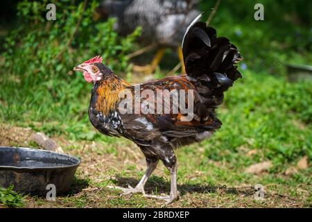 Junghähnchen der alten seltenen Rasse Proveis-Ultentaler Hähnchen aus Südtirol Stockfoto