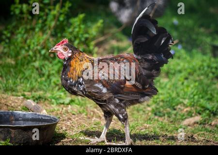 Junghähnchen der alten seltenen Rasse Proveis-Ultentaler Hähnchen aus Südtirol Stockfoto