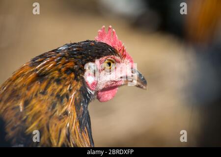 Junghähnchen der alten seltenen Rasse Proveis-Ultentaler Hähnchen aus Südtirol Stockfoto