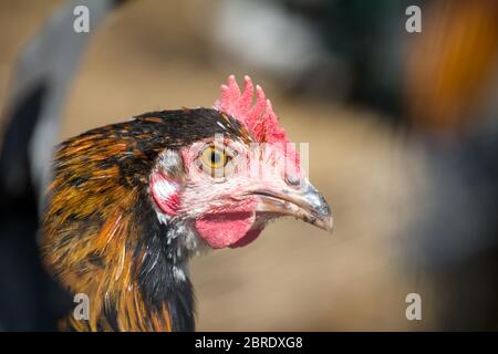 Junghähnchen der alten seltenen Rasse Proveis-Ultentaler Hähnchen aus Südtirol Stockfoto