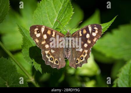 Lepidoptera Pararge semiargus (libel Butterfly / Schmetterling Waldbrettspiel) Stockfoto